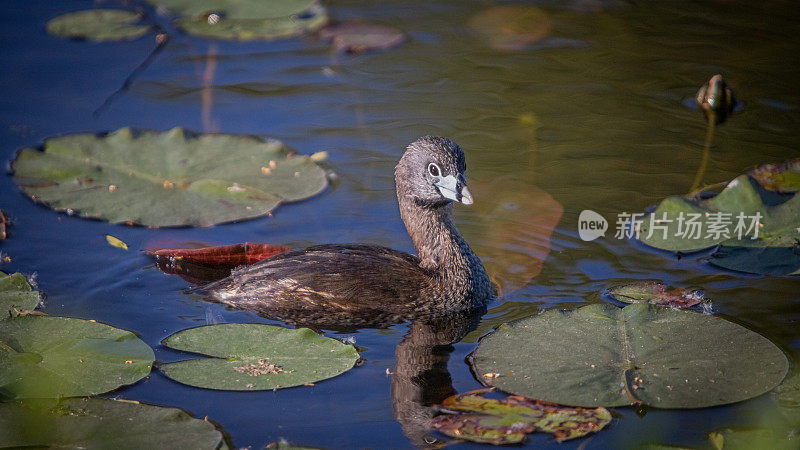 各种各样的账单grebe, pid -billed grebe, American dabchick。